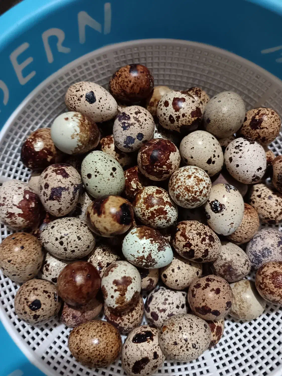 تخم بلدرچین تازه|خوردنی و آشامیدنی|نجفآباد, گلدشت|دیوار