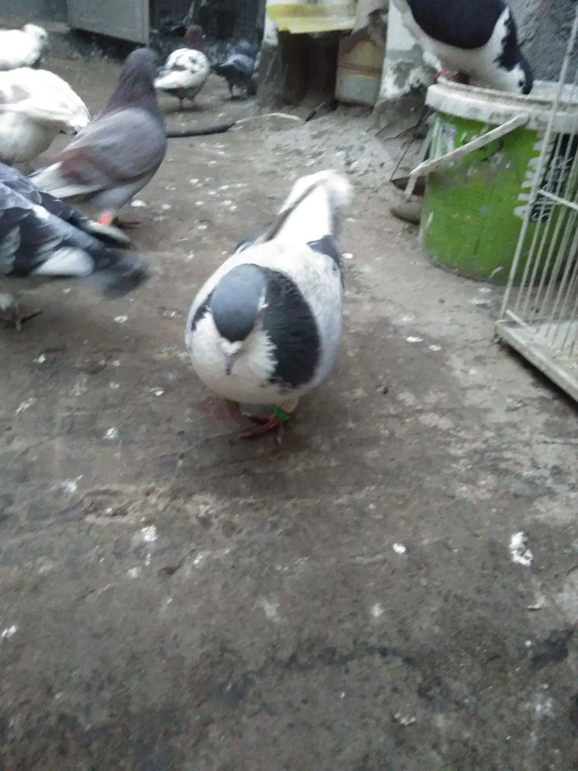 صید|پرنده|مشهد, رسالت|دیوار