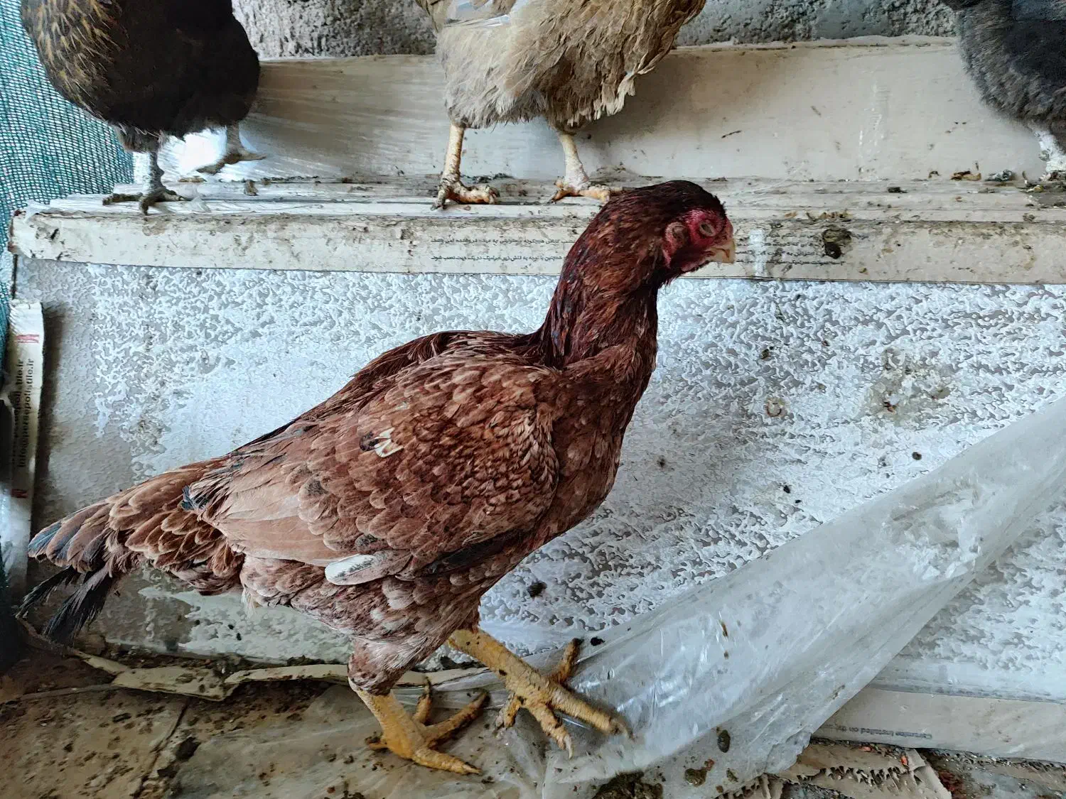 مرغ لاری اصیل|حیوانات مزرعه|قم, ولیعصر|دیوار