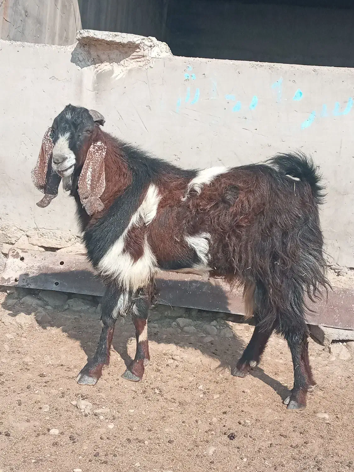 پازند دو رگ نژدی تخمی۲ساله|حیوانات مزرعه|دوگنبدان, |دیوار