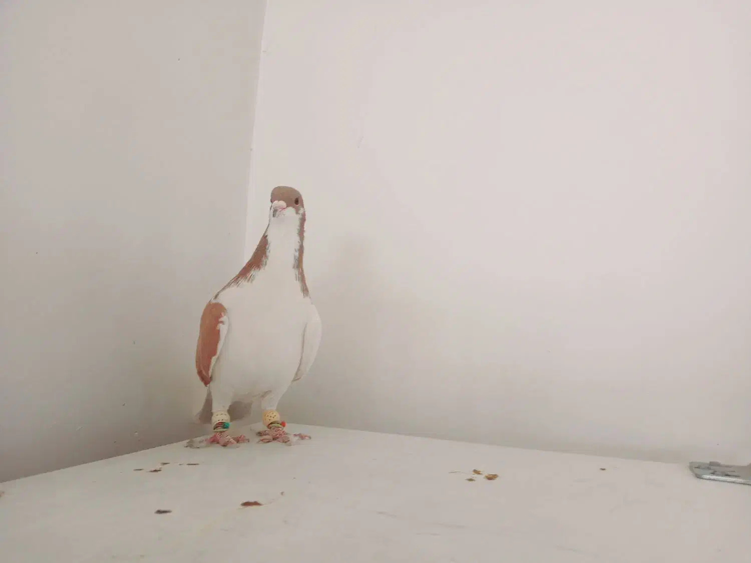 چند عدد کبوتر هم پرنده هم جفتی|پرنده|قزوین, |دیوار