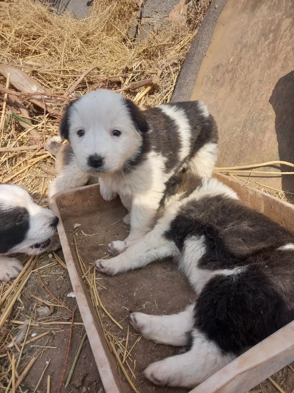 چهارتا توله سگ|سگ|تربت جام, میان جام|دیوار