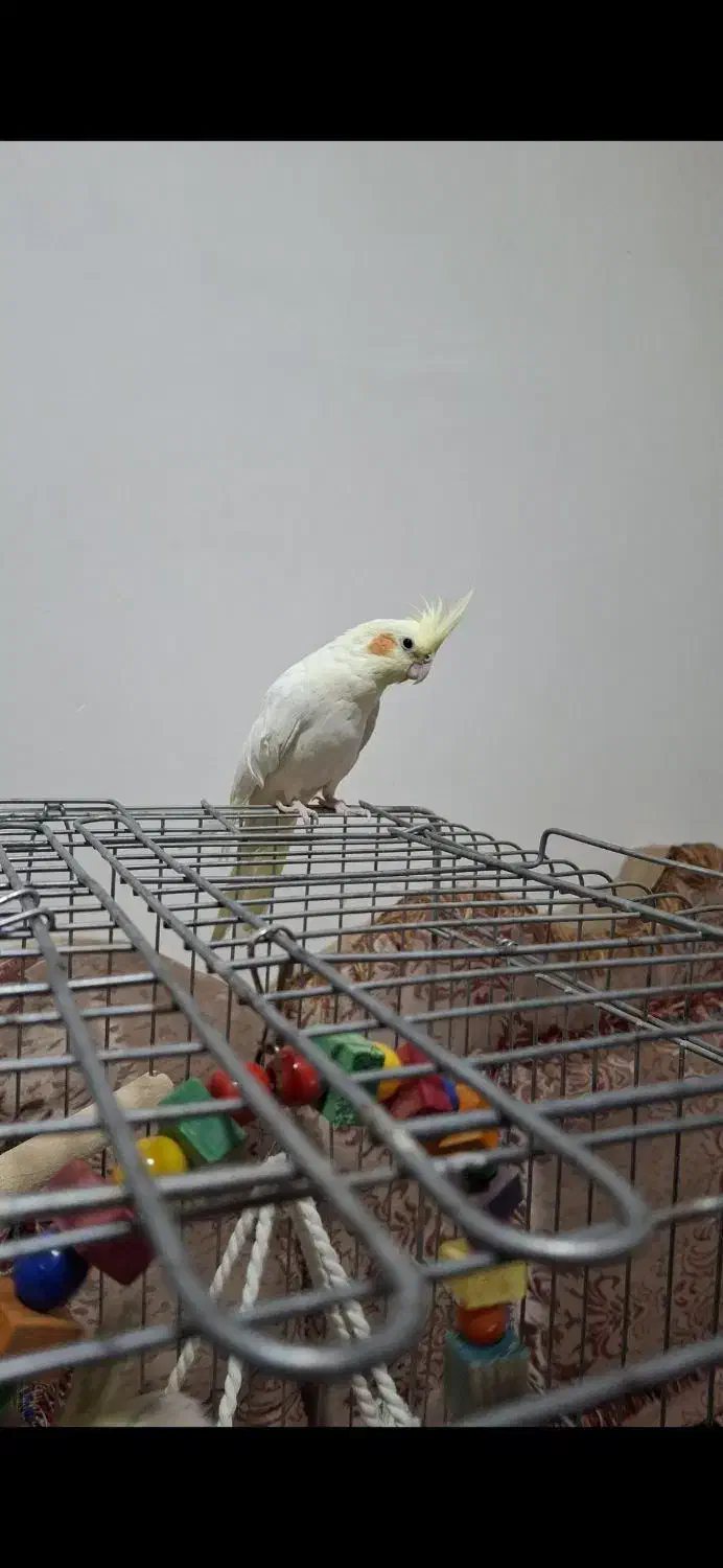 عروس هلندی لوتینو ماده مولد|پرنده|نورآباد, |دیوار