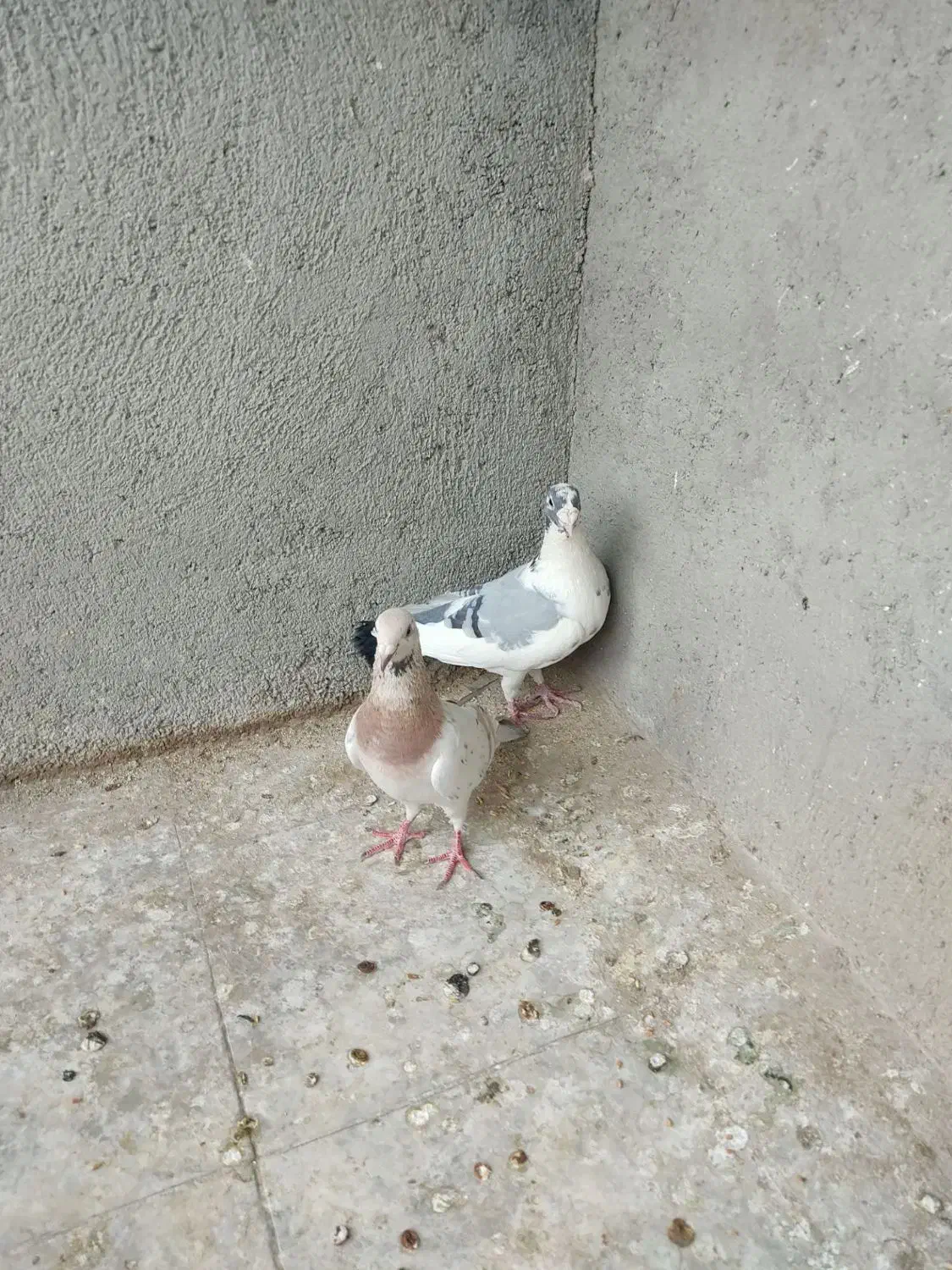 کبوتر|حیوانات|سبزوار, چهارراه فرودگاه|دیوار