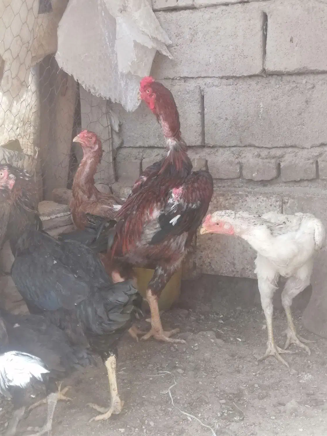 تخم مرغ لاری نطفه دار دونه 30000|حیوانات مزرعه|سبزوار, جهاد کشاورزی|دیوار