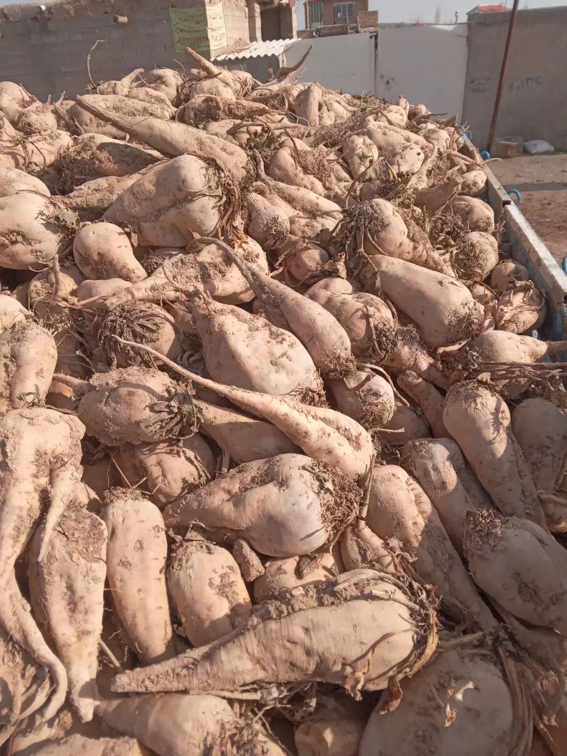 چغندر قند|لوازم جانبی حیوانات|نوشین شهر, |دیوار