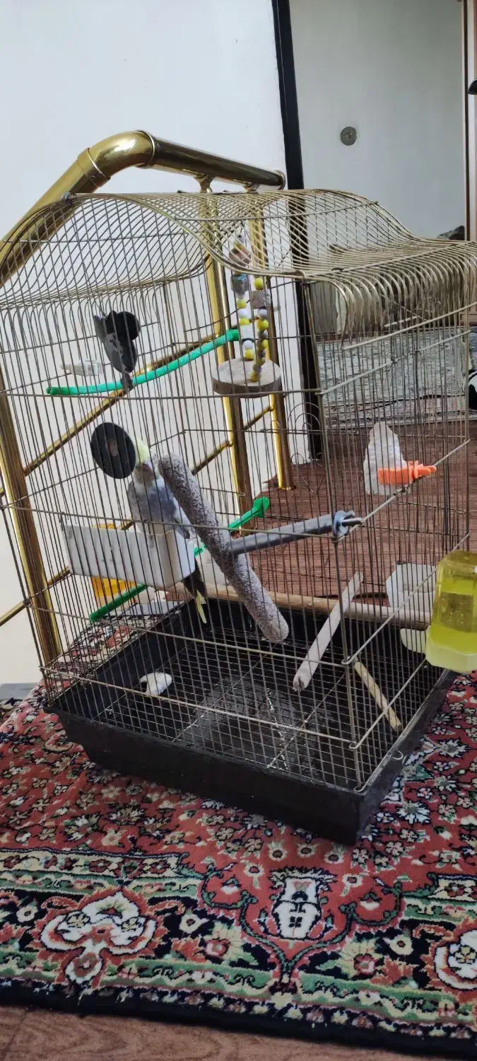قفس پرنده بزرگ و سالم|لوازم جانبی حیوانات|ارومیه, |دیوار