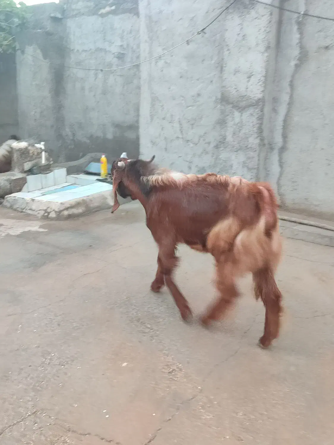 کهره نر|حیوانات مزرعه|دلوار, |دیوار