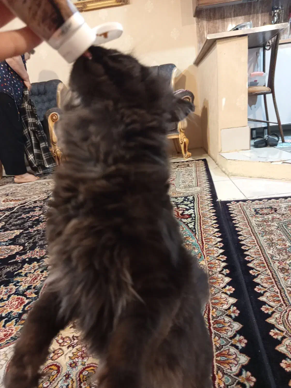 گربه پرشین|گربه|مشهد, مشکینی (شهرک غرب)|دیوار