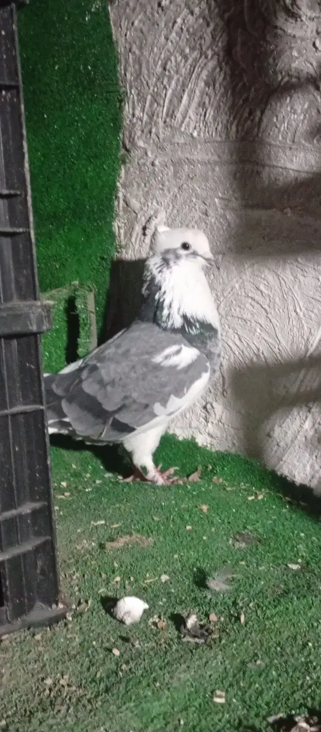 تکبر دورگ|پرنده|گرگان, |دیوار