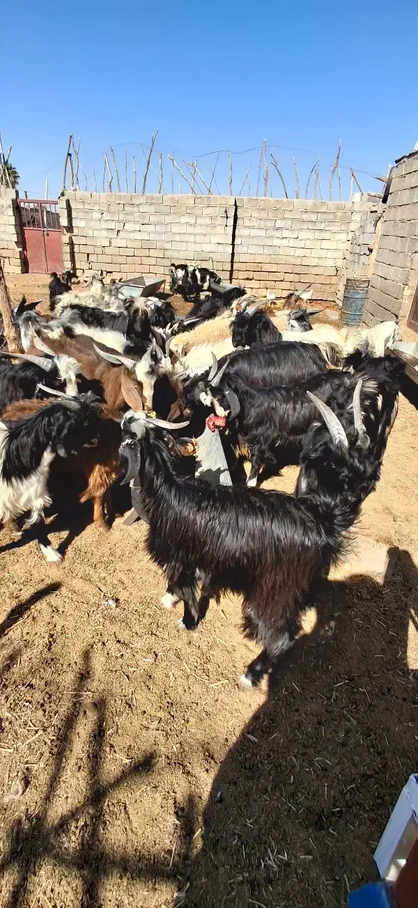 فروش کهره چاق|حیوانات مزرعه|حنا, |دیوار