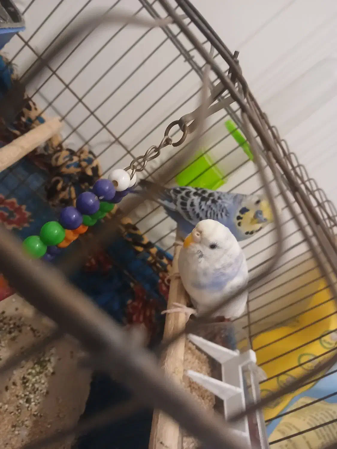 مرغ|پرنده|خمیر, |دیوار