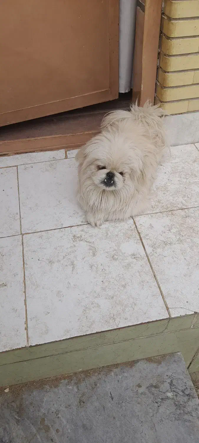 سگ نرپیکنیز شناسنامه دار|سگ|اصفهان, باغ نگاره|دیوار