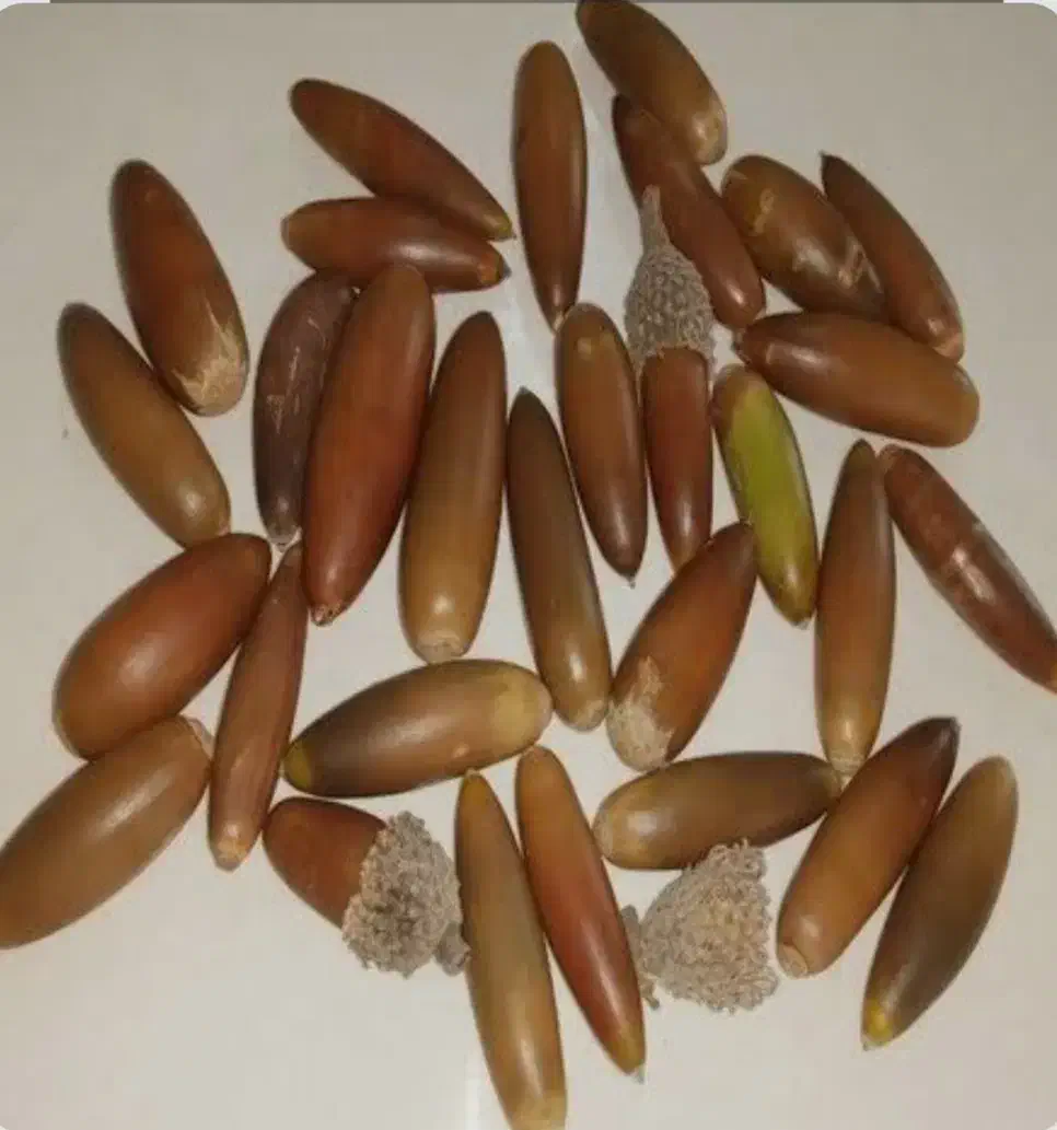 بلوط درجه یک|خدمات باغبانی و درختکاری|نورآباد ممسنی, |دیوار