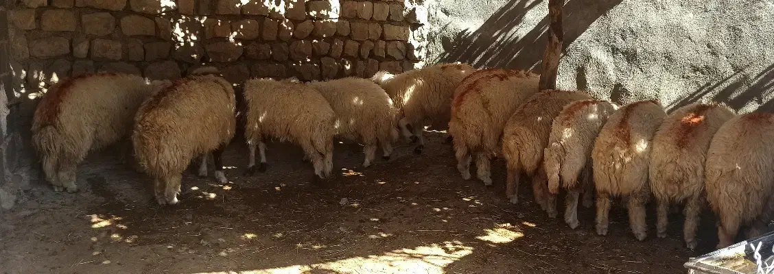 تعداد ۱۰عدد بره (کاور) نر سفید یکدست|حیوانات مزرعه|زرنه, |دیوار