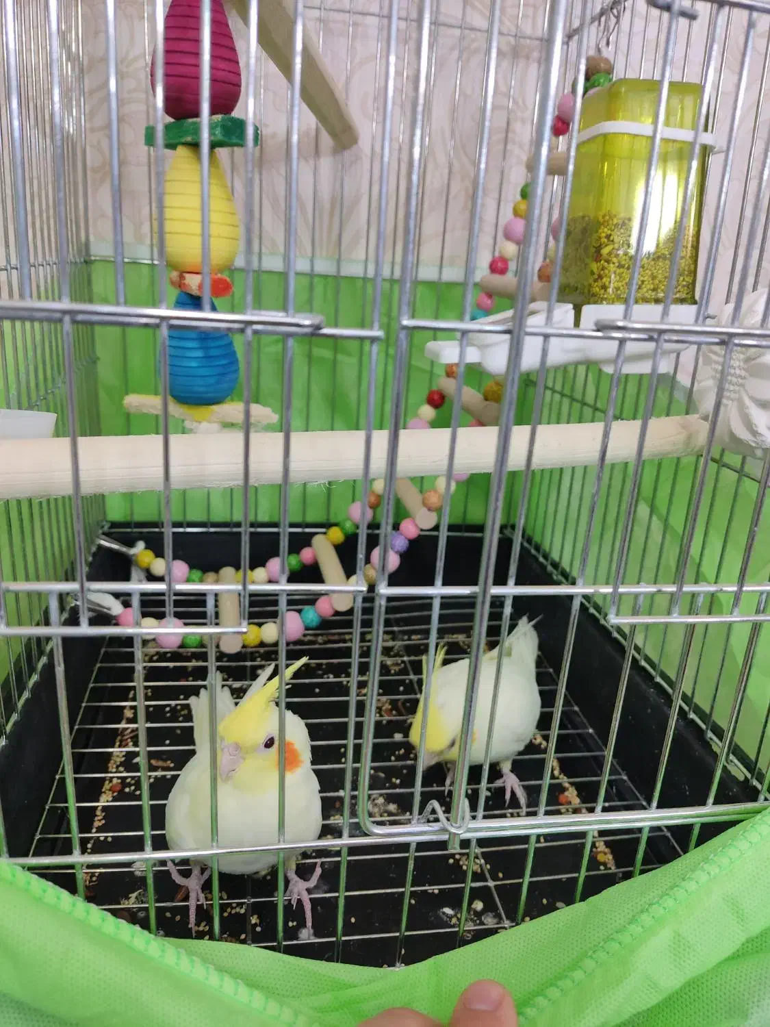 عروس هلندی|پرنده|ساوه, |دیوار