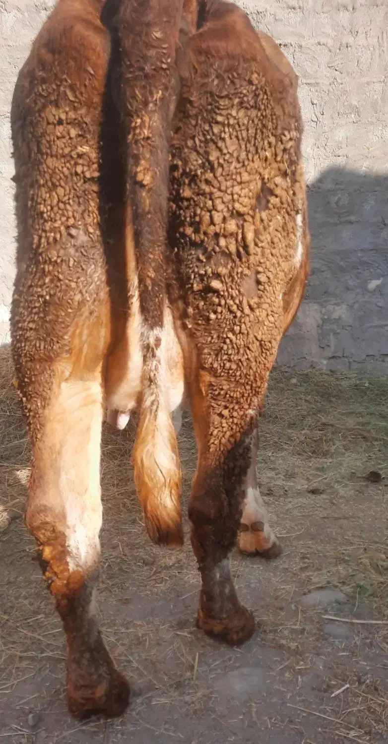 گاو شیری دو دندان|حیوانات مزرعه|هشترود, |دیوار