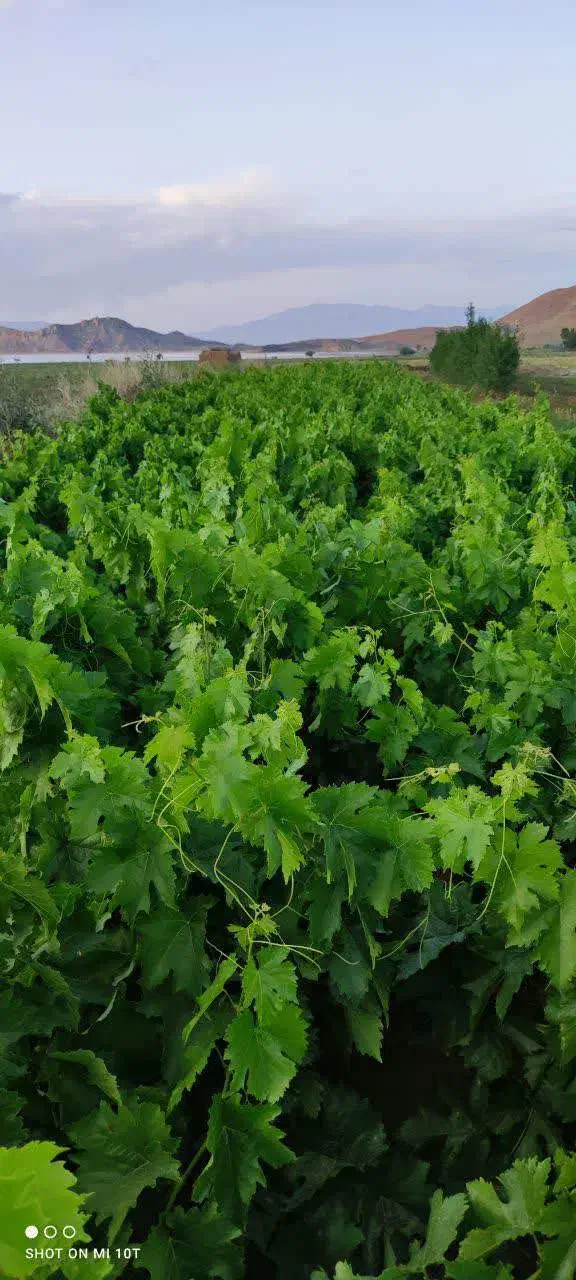 فروش نهال|گل و گیاه طبیعی|ارومیه, |دیوار