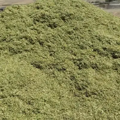 ذرت علوفه|خدمات باغبانی و درختکاری|پارسآباد, |دیوار