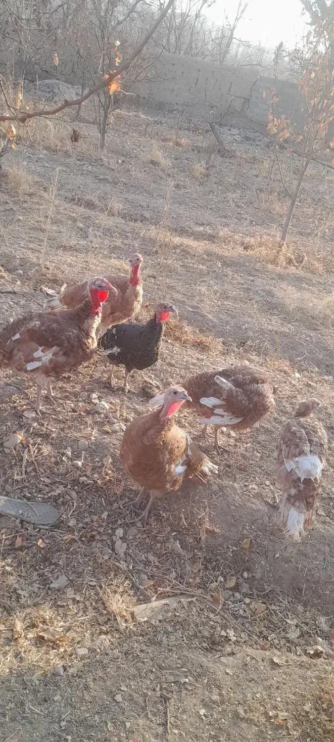 بوغلمون|حیوانات مزرعه|بجنورد, |دیوار