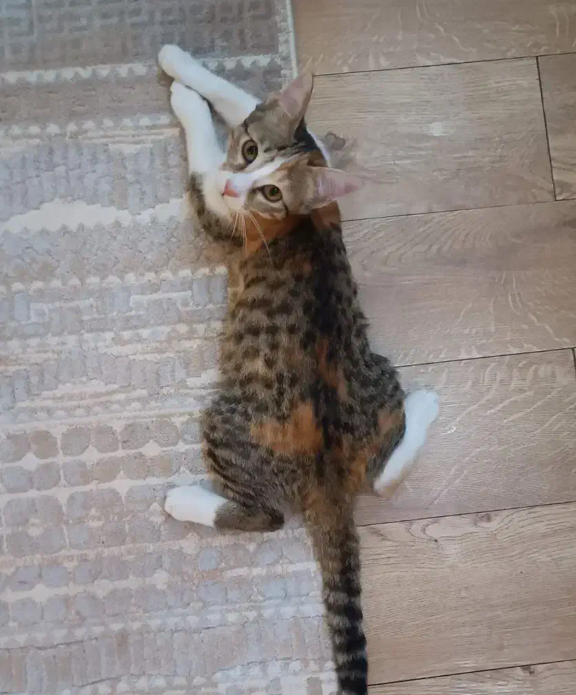 واگذاری گربه|گربه|شاهینشهر, شهرک امام علی|دیوار