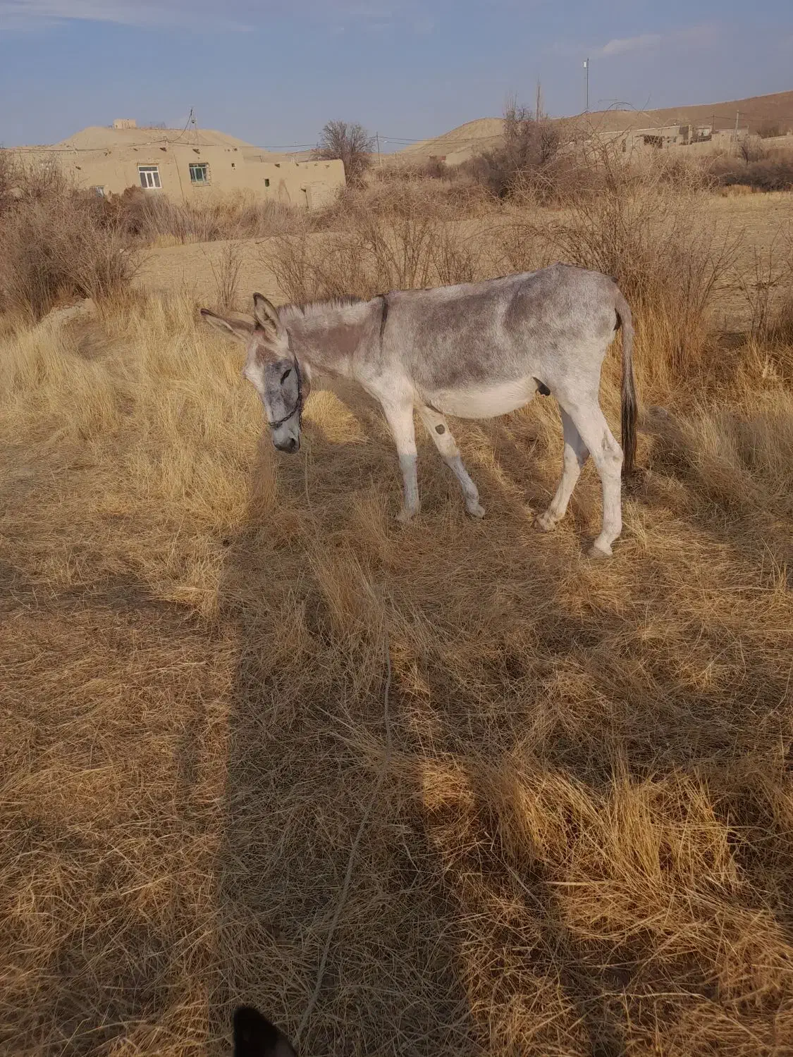 الاغ گله ای|حیوانات مزرعه|بیجار, |دیوار