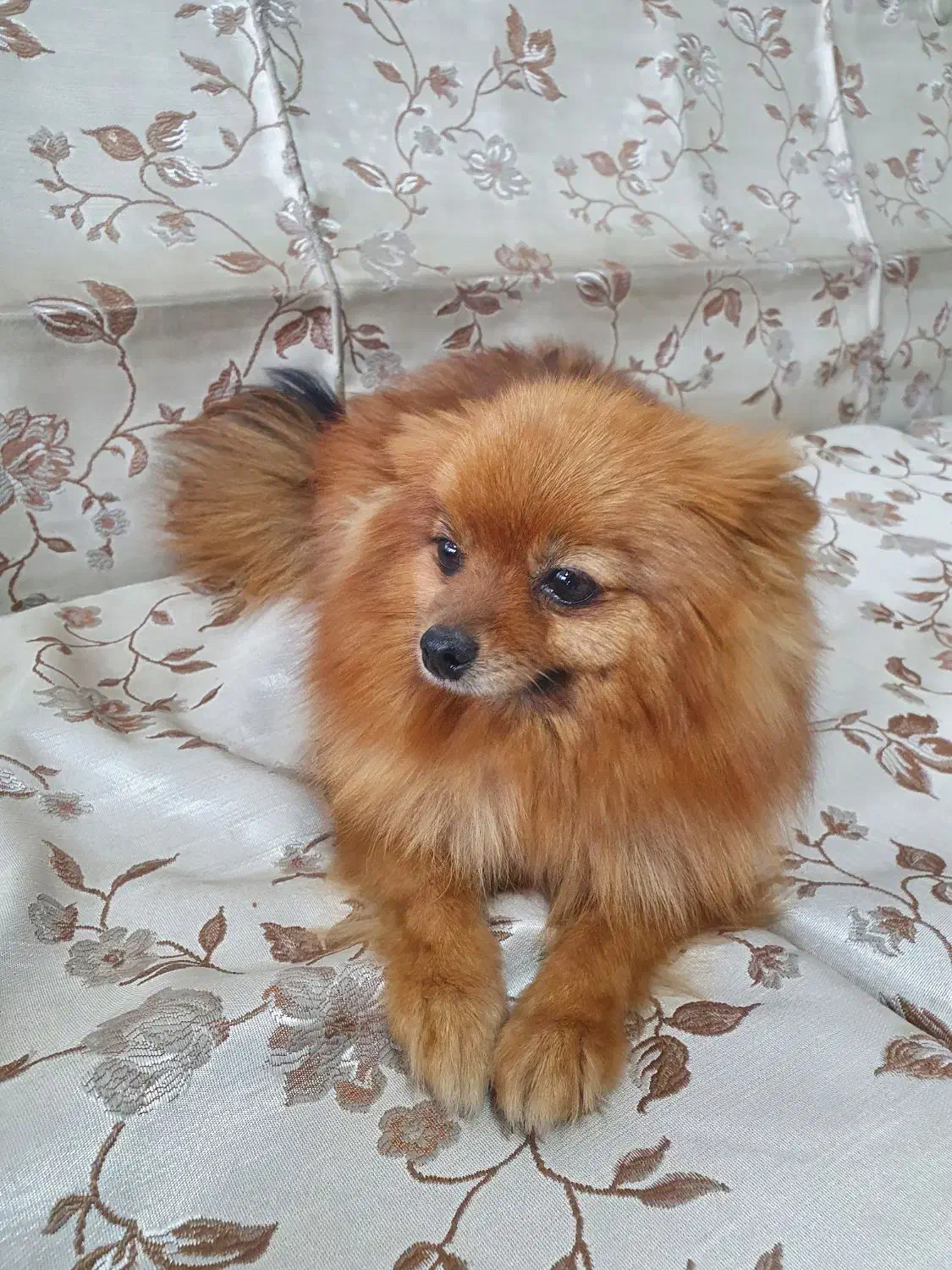 سگ پامر خرسی|سگ|سنندج, |دیوار