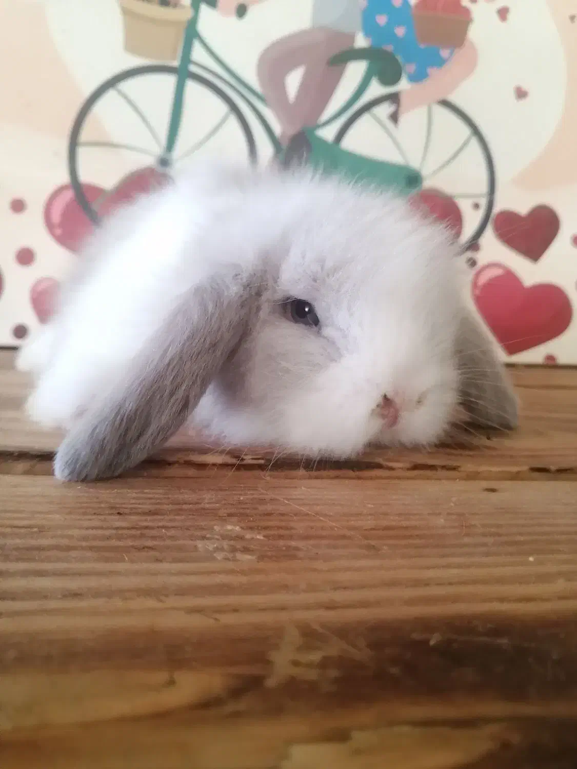 لوپ|موش و خرگوش|کرج, کوی امامیه|دیوار