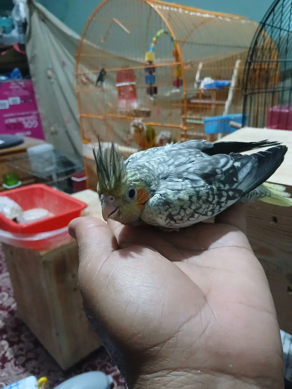 کوتوله|پرنده|بندرعباس, |دیوار