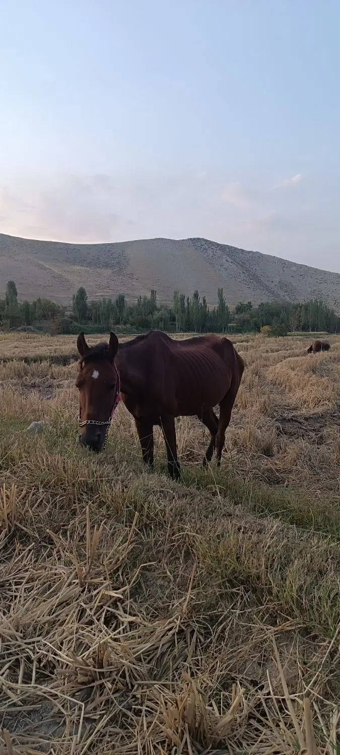 اسب|اسب و تجهیزات اسب‌سواری|مشهد, خواجه ربیع|دیوار
