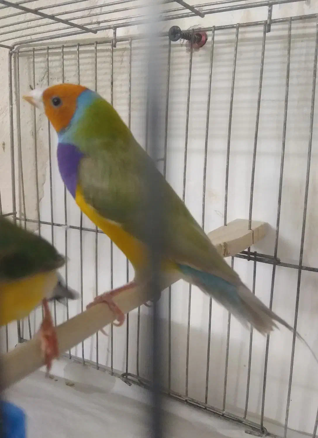 فنچ گلدین|پرنده|خرم‌آباد, |دیوار