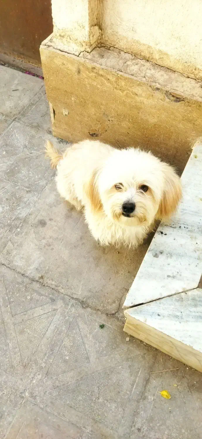 گم شده|سگ|بم, |دیوار