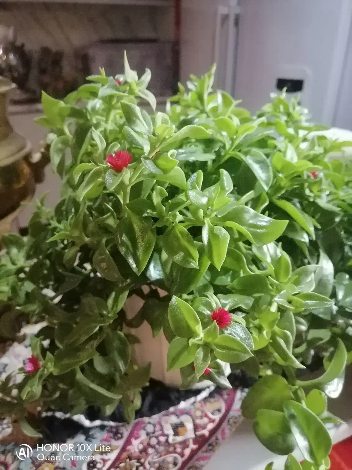 گل ناز نازی|گل و گیاه طبیعی|تبریز, |دیوار