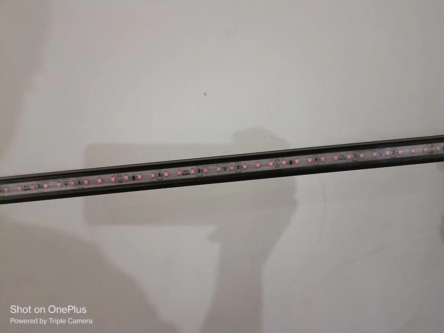 لامپ رشد گل و گیاه|لامپ و چراغ|ساوه, |دیوار