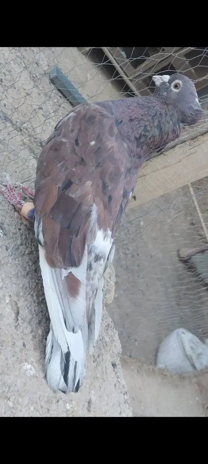 فروش نرسرور|پرنده|گنبد کاووس, |دیوار