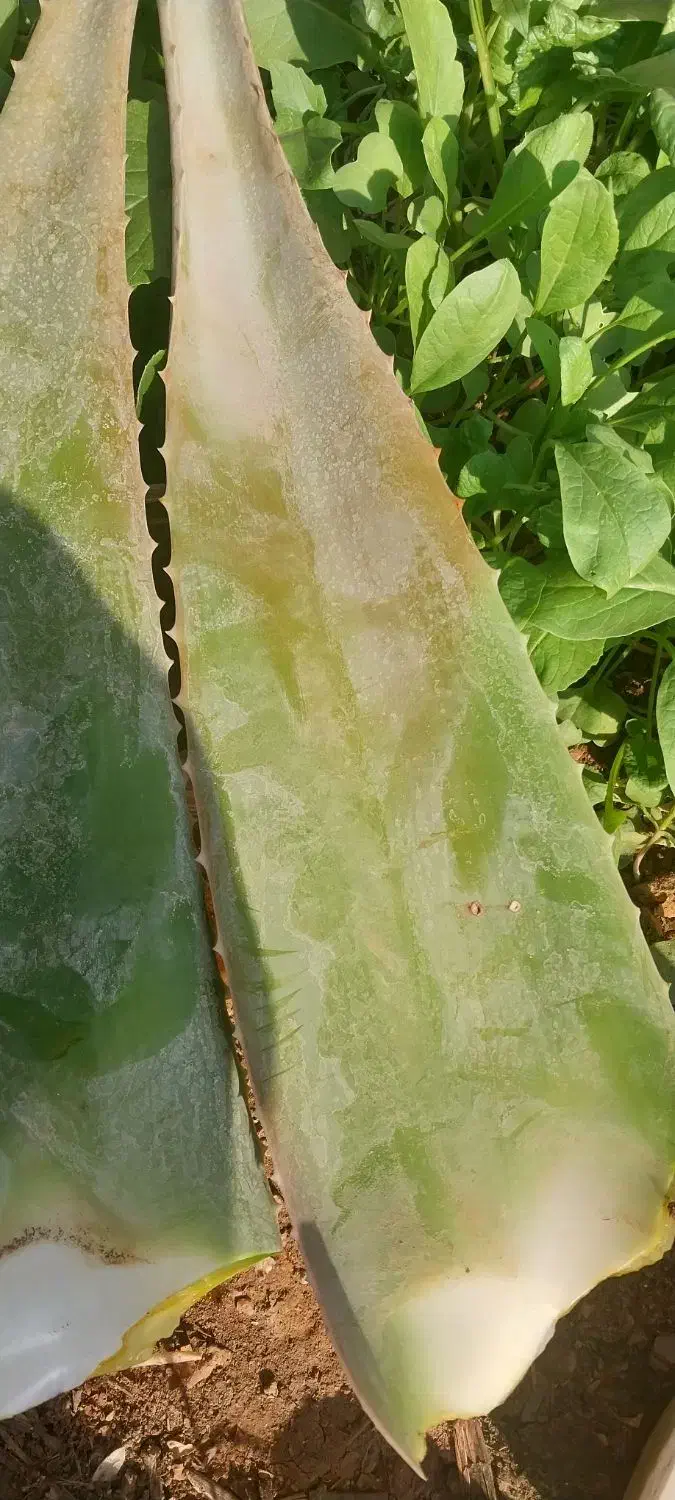 آلورا|گل و گیاه طبیعی|مسجد سلیمان, |دیوار