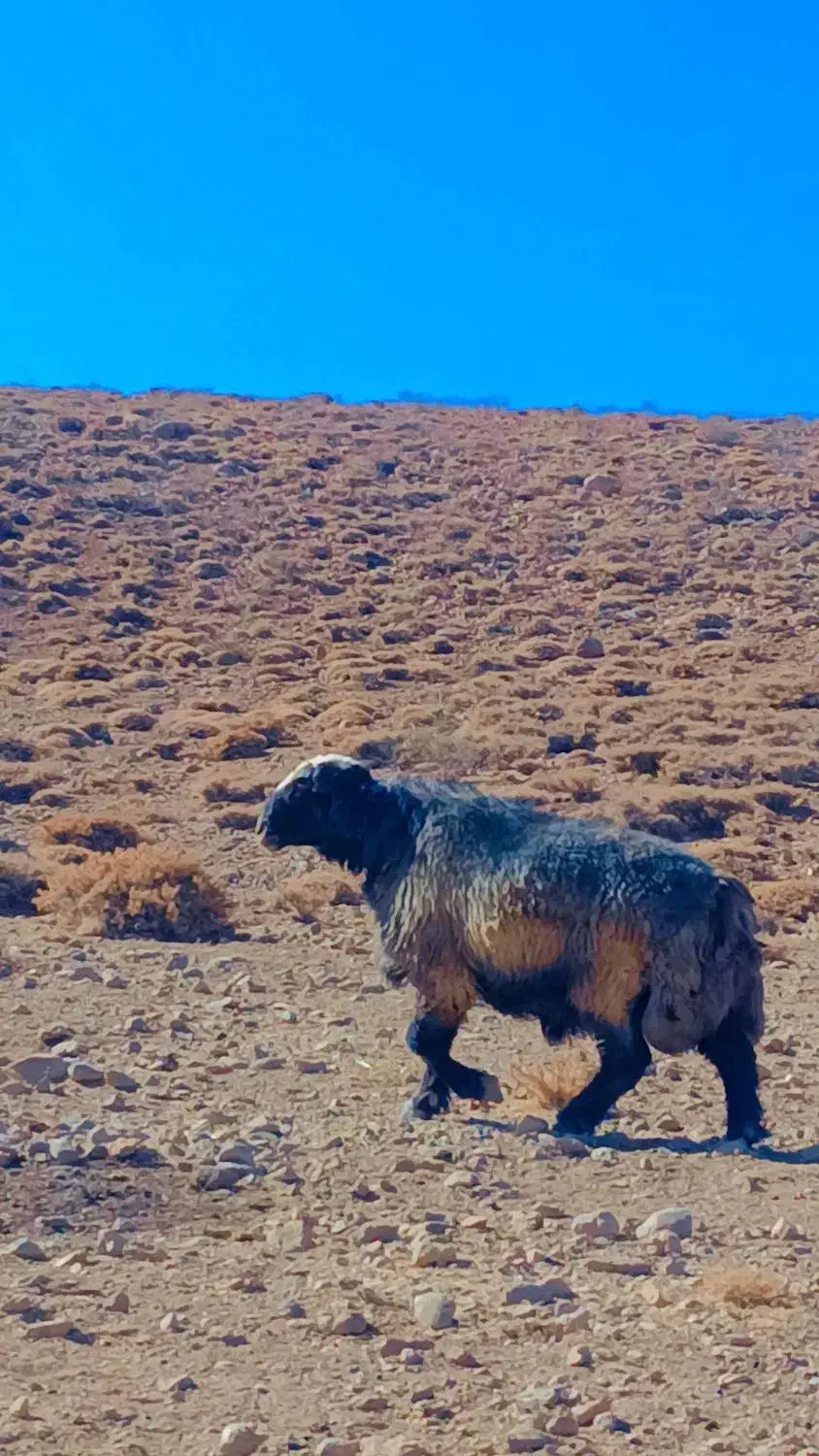 قوچ‌ترکی|حیوانات مزرعه|آباده, |دیوار