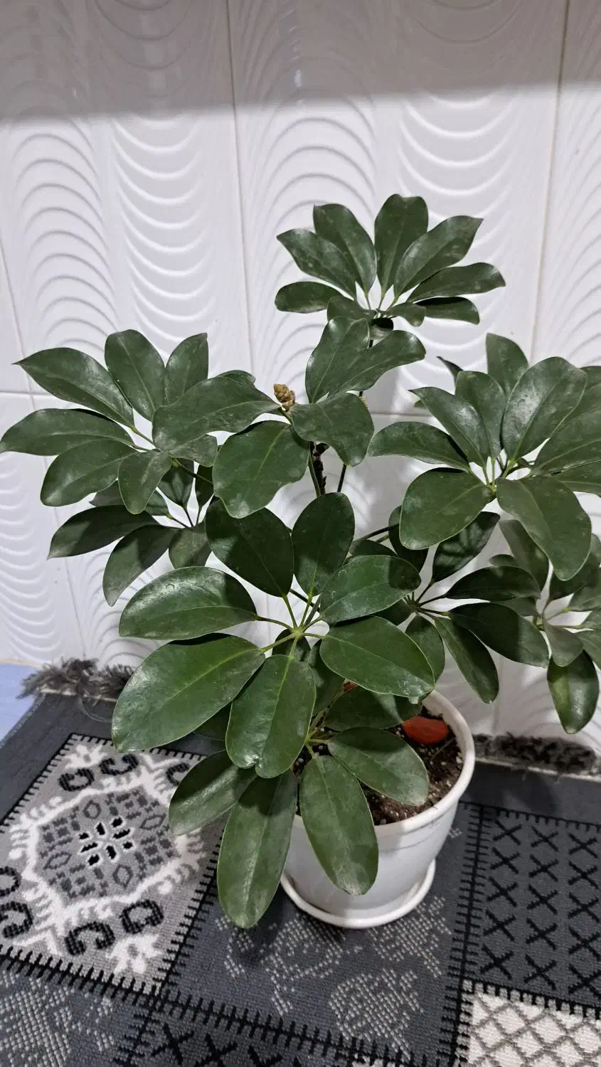 افرا گل|گل و گیاه طبیعی|بندر ترکمن, |دیوار