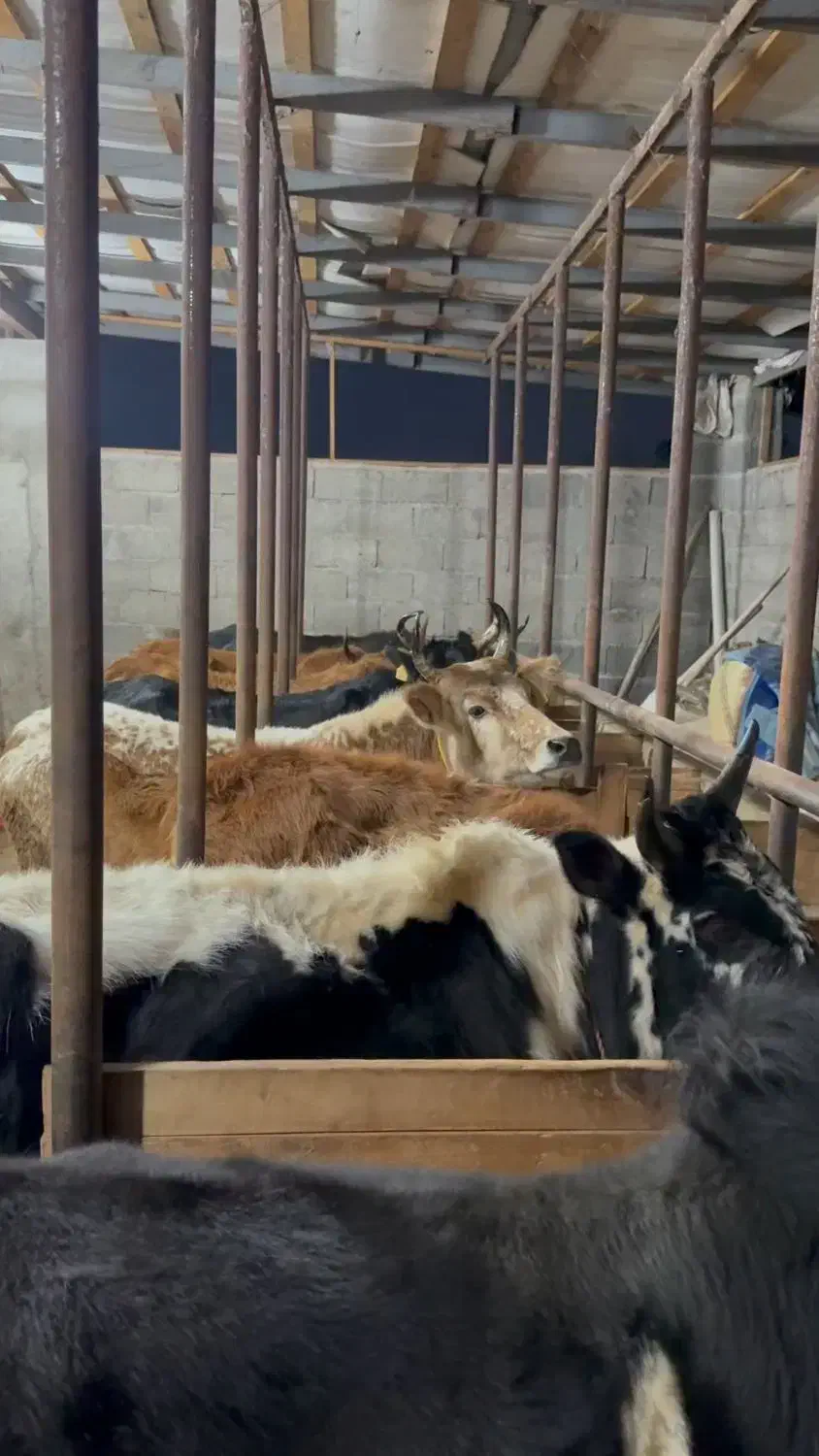 ۵ تا گاو حامله ۳ تا لیشه ۳تا ورزا کوله چالوسی مدیر|حیوانات مزرعه|کوچصفهان, |دیوار