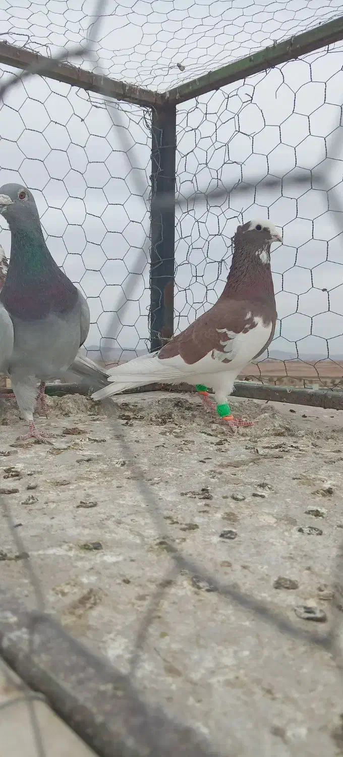 گرفتنی نر|پرنده|سبزوار, قصبه شرقی|دیوار