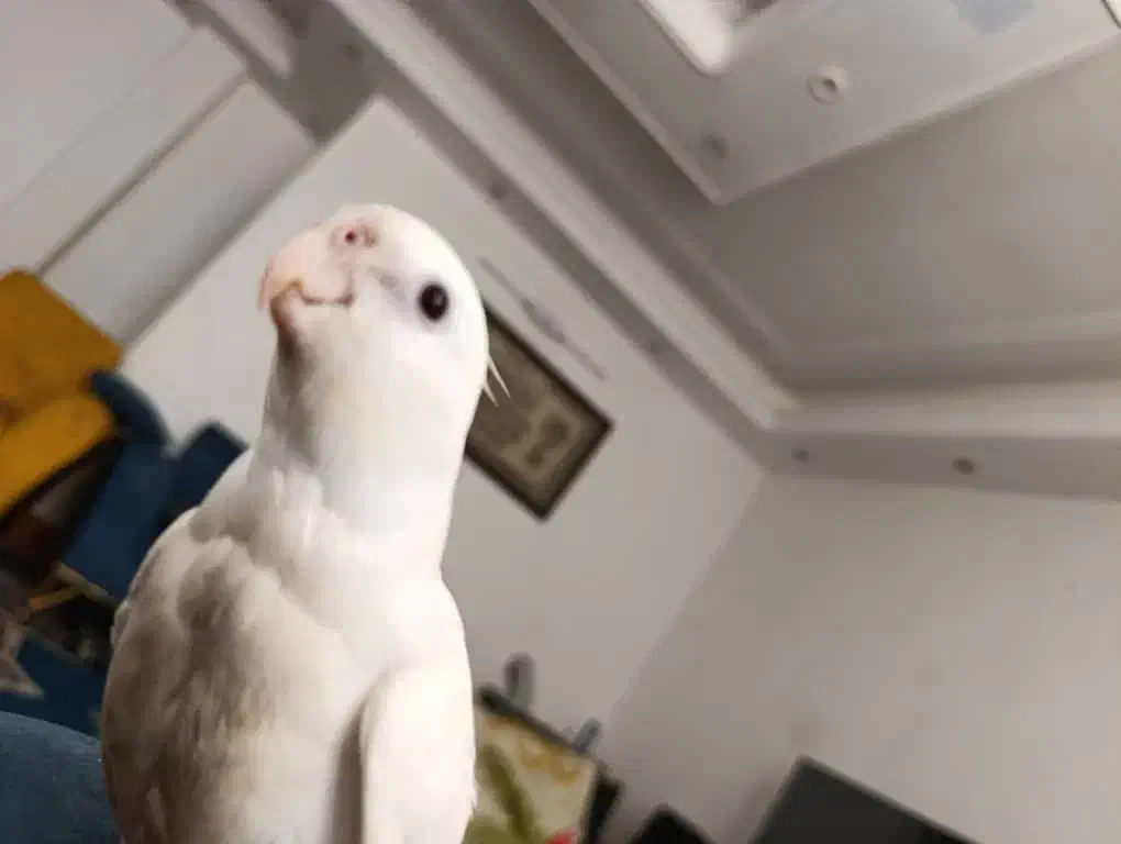 عروس هلندی گم شده|حیوانات|برازجان, |دیوار