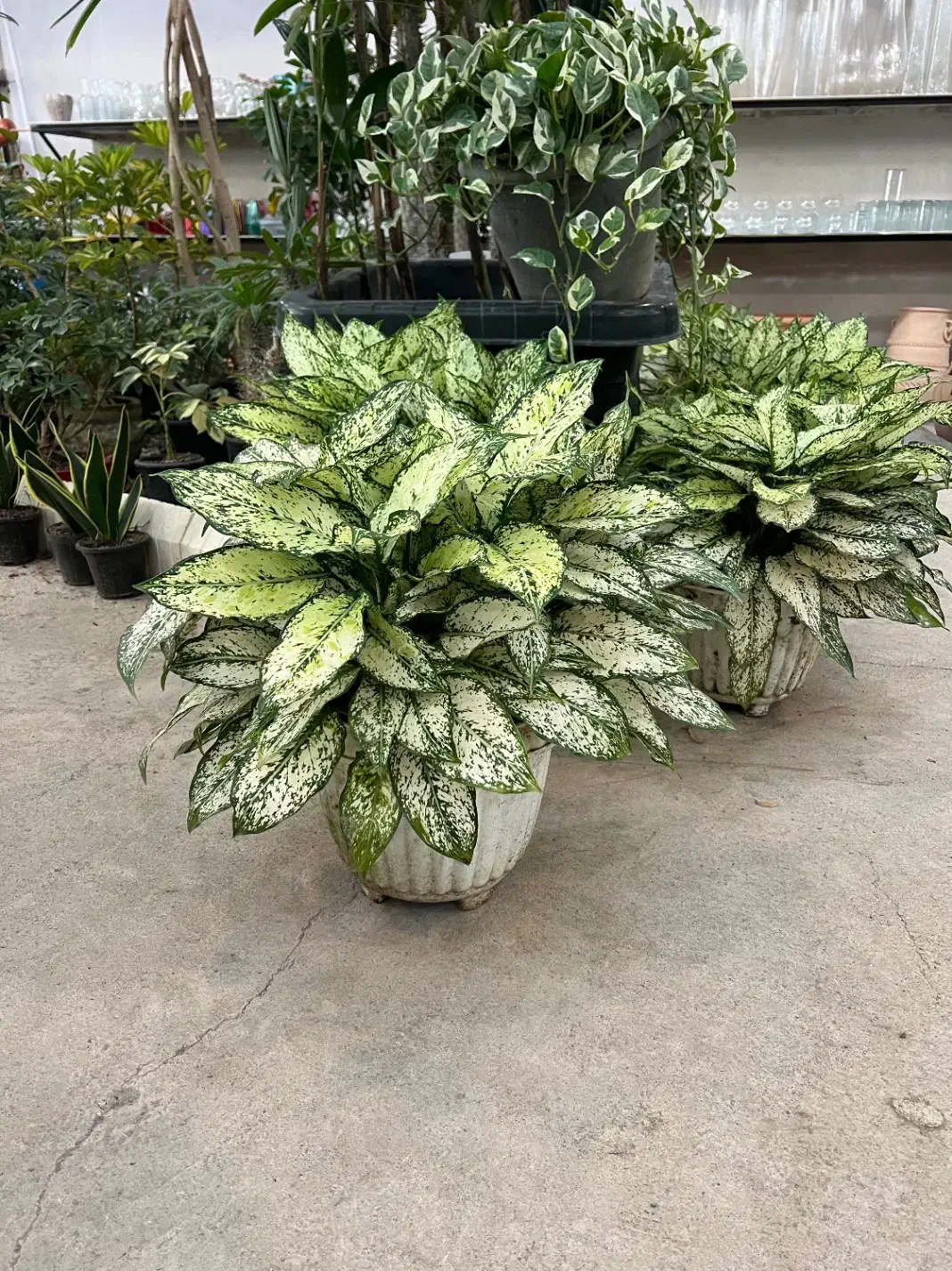 آگلونما برفی|گل و گیاه طبیعی|رشت, بیجارپس|دیوار