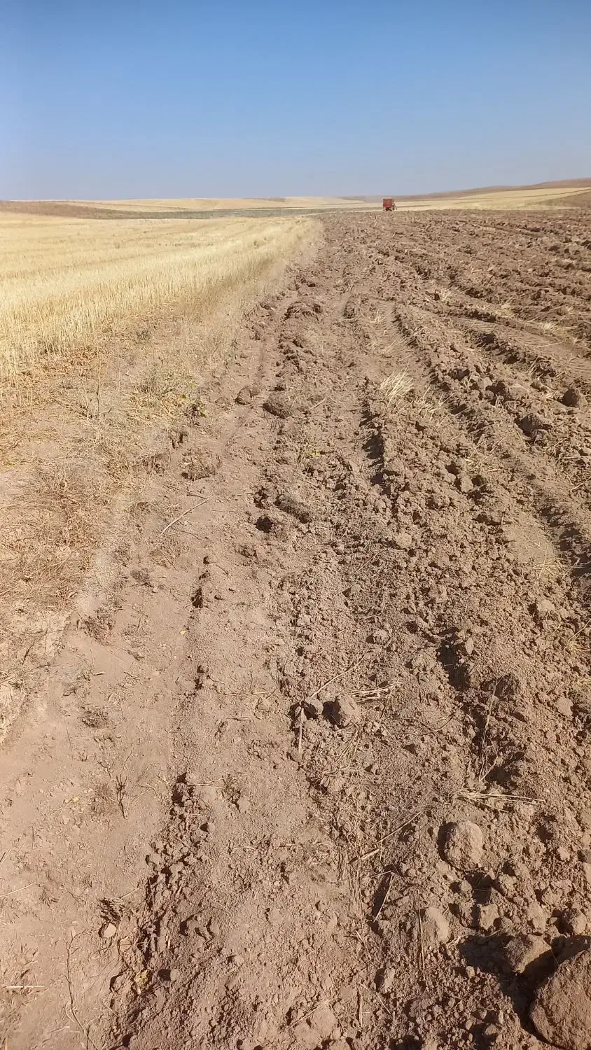 کاه|لوازم جانبی حیوانات|دهگلان, |دیوار