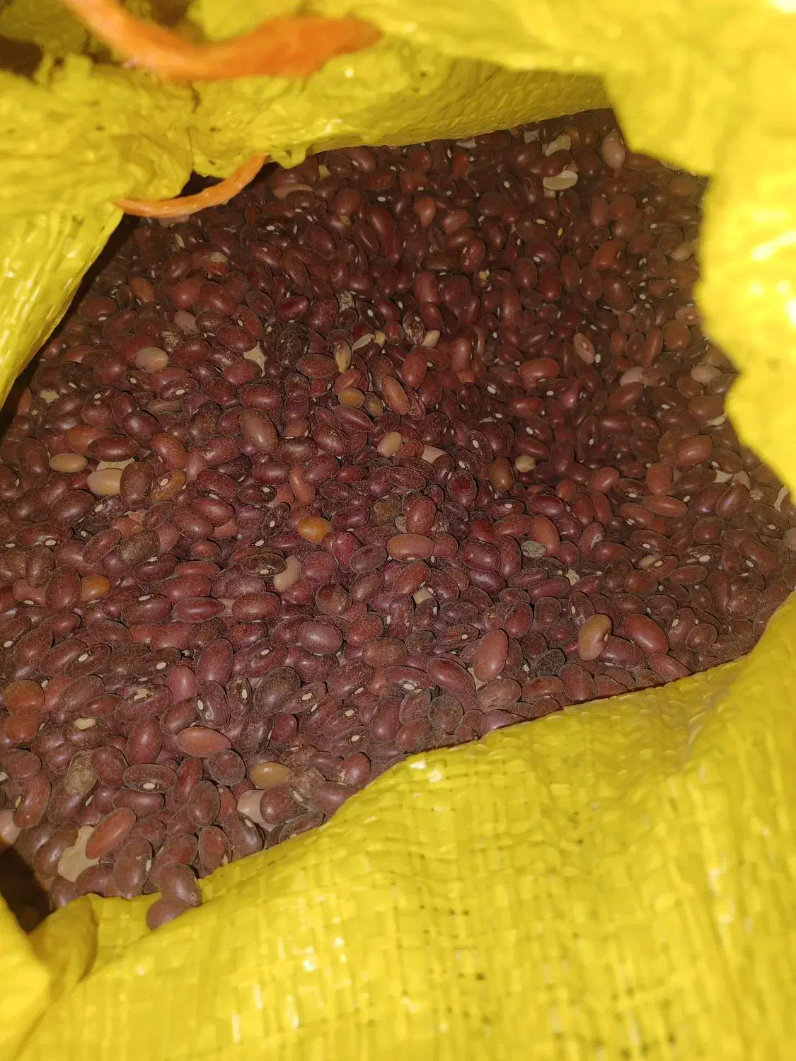 لوبیای  قر مزفروشی|خوردنی و آشامیدنی|سردرود, |دیوار