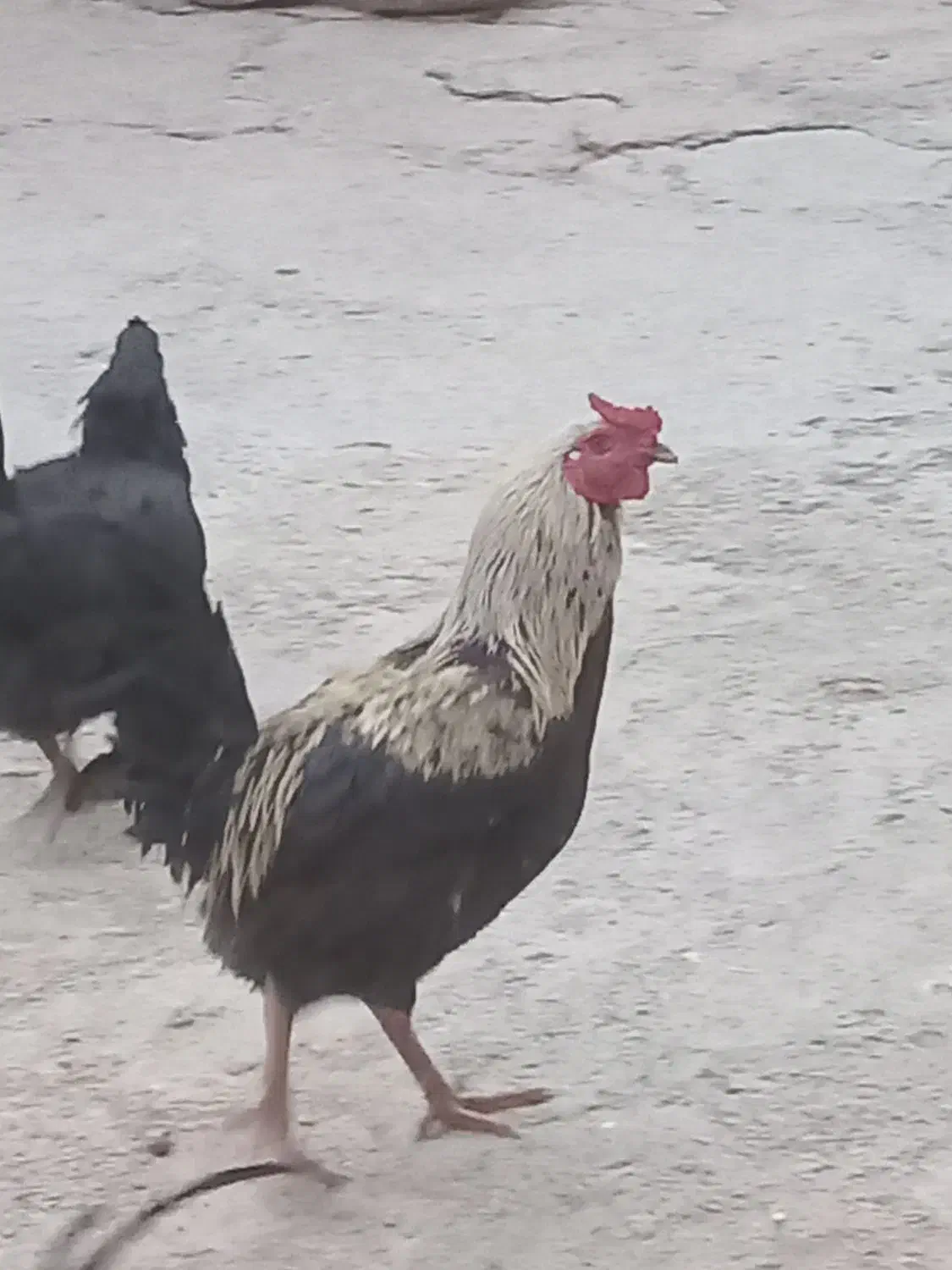 خروس|حیوانات مزرعه|بروجرد, |دیوار