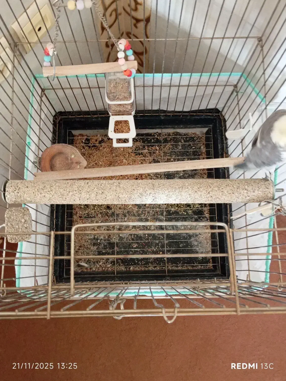 پرنده عروس هلندی|پرنده|تاکستان, |دیوار