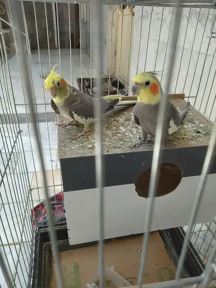 یک جفت عروس هلندی خوشگل|پرنده|الیگودرز, |دیوار