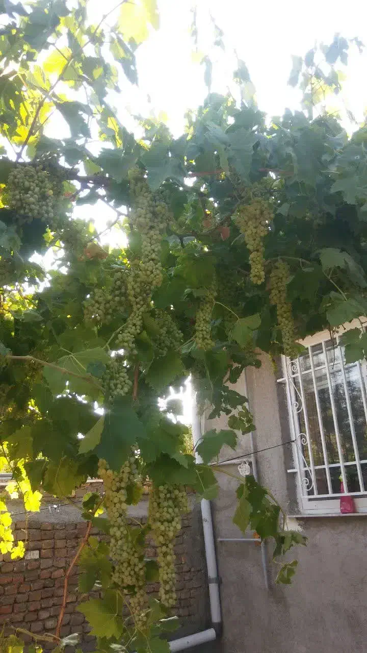 دوواحد خانه ویک عددمغازه ۸۵ متری بعرخیابان اصلی|فروش خانه و ویلا|شازند, |دیوار