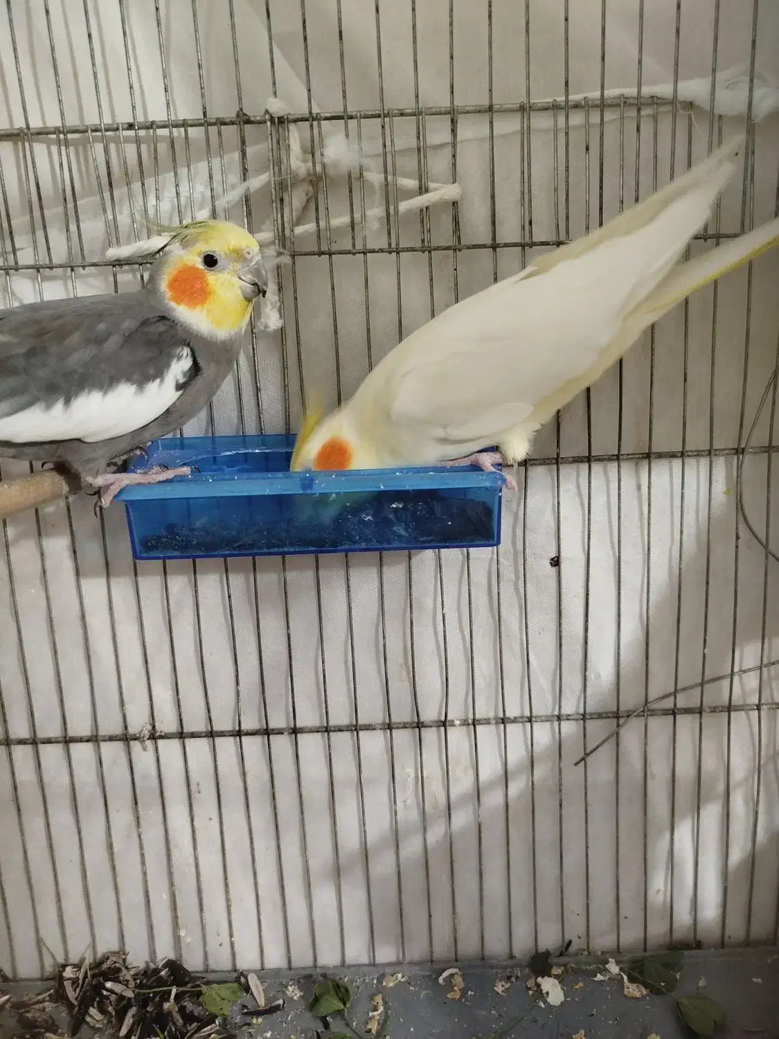 عروس هلندی|پرنده|پیرانشهر, |دیوار