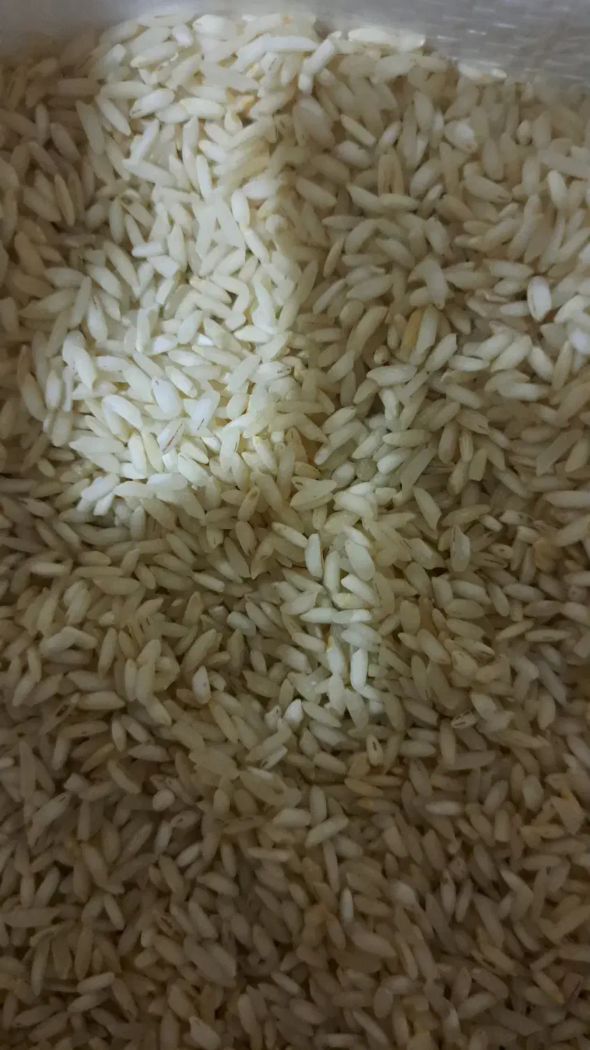 برنج عنبربو هرکیلو۲۳۰تومن|حراج|اردکان, |دیوار